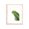 Palme Cuadro de Papel Fotográfico