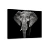 Elefante Cuadro de Canvas