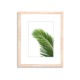Palme Cuadro de Papel Fotográfico